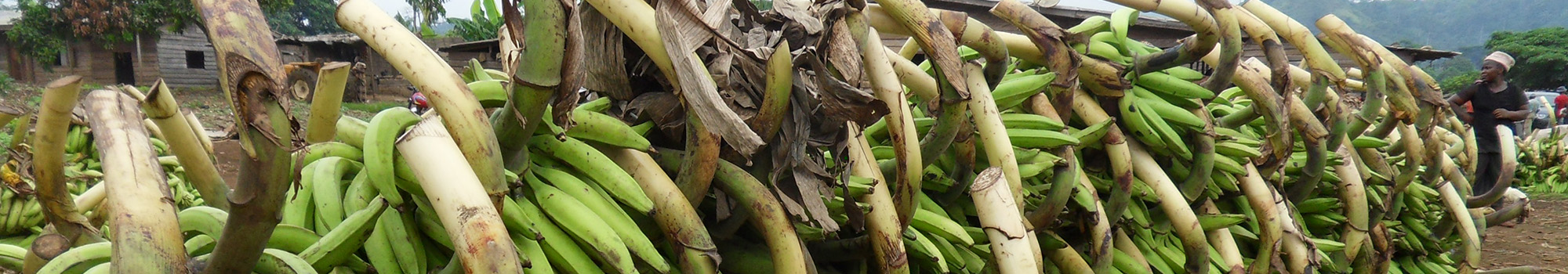  Récolte de plantain en côte d'Ivoire. © S. Depigny et P. Pugeaux, Cirad
