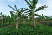 Plantain associé -Cameroun ©Depigny