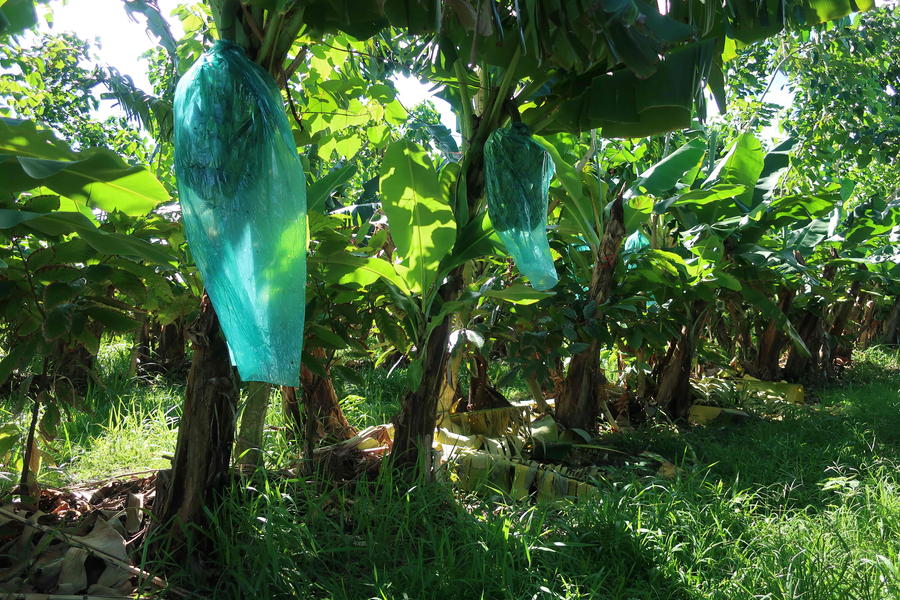 Bananiers en agroforesterie © Cirad