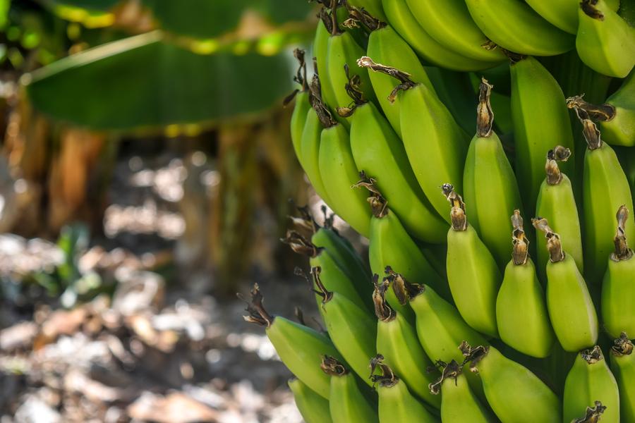 La commercialisation de la Pointe d’Or a été annoncée par la filière Banane de Guadeloupe et Martinique et Carrefour durant le Salon de l’Agriculture 2020. © K. Bagoee, UGPBAN