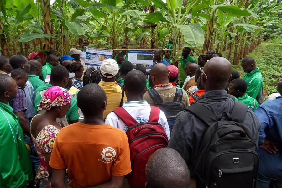 Une formation au champ dispensée auprès de cultivatrices et cultivateurs de bananes plantain au Carbap, Cameroun © S. Dépigny, Cirad
