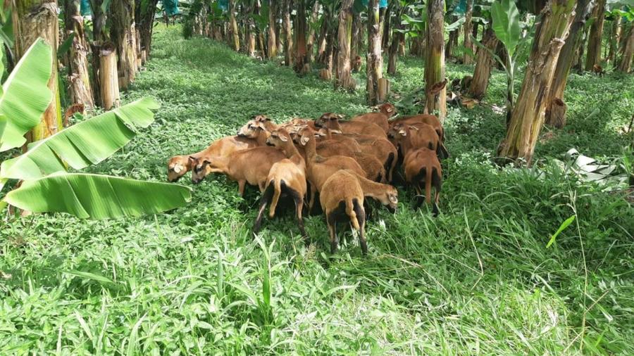 Des moutons affectés à la gestion de l'enherbement des bananeraies @ Steewy Lakhia, Cirad