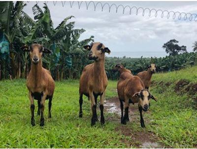 Introduction d’ovins en bananeraies pour la gestion de l’enherbement – Guadeloupe. Photo: E.Dorey
