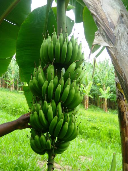 Plan Banane Durable